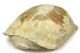 Enormous, Fossil Tortoise (Stylemys) - South Dakota #316689-1
